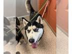 Siberian Husky DOG FOR ADOPTION RGADN-1242762 - SKYE - Siberian Husky (short