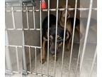 Beagle-Black Mouth Cur Mix DOG FOR ADOPTION RGADN-1242765 - JACK - Beagle /