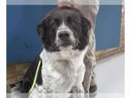 Border Collie Mix DOG FOR ADOPTION RGADN-1242806 - MOOSE - Border Collie / Mixed