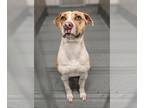 American Pit Bull Terrier-Plott Hound Mix DOG FOR ADOPTION RGADN-1242812 -