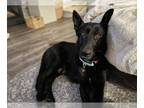 Labrador Retriever Mix DOG FOR ADOPTION RGADN-1242825 - Ember - Shepherd /