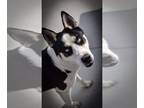 Mix DOG FOR ADOPTION RGADN-1242827 - Anooka - Husky Dog For Adoption