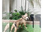 American Staffordshire Terrier Mix DOG FOR ADOPTION RGADN-1242832 - Dakoda -