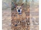 Carolina Dog DOG FOR ADOPTION RGADN-1242835 - Devi Turn Kep Perfect Little Girl