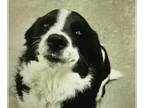 Border Collie DOG FOR ADOPTION RGADN-1242838 - Sparky Nascar 57915 - Border