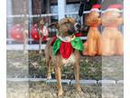 Boxer Mix DOG FOR ADOPTION RGADN-1242842 - Charlotte - Boxer / Mixed (medium