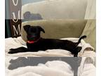 Labrador Retriever Mix DOG FOR ADOPTION RGADN-1242843 - Willow - Labrador