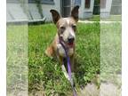 Catahoula Leopard Dog Mix DOG FOR ADOPTION RGADN-1242846 - Belle - Catahoula