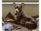 Miniature Pinscher DOG FOR ADOPTION RGADN-1242847 - Baby D - Miniature Pinscher