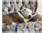 American Pit Bull Terrier DOG FOR ADOPTION RGADN-1242852 - Rainy - Pit Bull