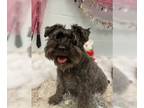 Mix DOG FOR ADOPTION RGADN-1242855 - QRY - Miniature Schnauzer (medium coat)