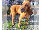 Redbone Coonhound DOG FOR ADOPTION RGADN-1242857 - LADY BIRD - Redbone Coonhound