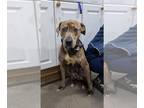 Plott Hound Mix DOG FOR ADOPTION RGADN-1242859 - DEXTER - Plott Hound / Mixed