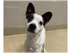 Parson Russell Terrier Mix DOG FOR ADOPTION RGADN-1242891 - OLIVER - Parson