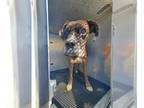 Boxer Mix DOG FOR ADOPTION RGADN-1242912 - RANCHER - Boxer / Mixed (medium coat)