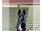 Basenji Mix DOG FOR ADOPTION RGADN-1242924 - *GABBERS - Basenji / Mixed (medium