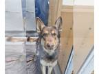 German Shepherd Dog-Huskies Mix DOG FOR ADOPTION RGADN-1242928 - *MAXWELL -