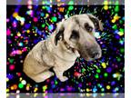 Great Pyrenees Mix DOG FOR ADOPTION RGADN-1242938 - MANDY SUE - Great Pyrenees /