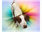 French Brittany Spaniel-Labrador Retriever Mix DOG FOR ADOPTION RGADN-1242944 -