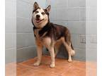 Siberian Husky Mix DOG FOR ADOPTION RGADN-1242972 - RUE - Siberian Husky / Mixed