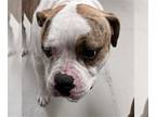 Boxer Mix DOG FOR ADOPTION RGADN-1242977 - OAK - Boxer / Mixed (medium coat) Dog