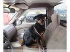 Rottweiler Mix DOG FOR ADOPTION RGADN-1242978 - PAM - Rottweiler / Mixed (medium