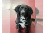 English Springer Spaniel DOG FOR ADOPTION RGADN-1243002 - Letty - Springer