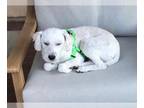 Havanese DOG FOR ADOPTION RGADN-1243004 - Annie - Havanese / Poodle (Toy) (short