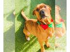 Labrador Retriever Mix DOG FOR ADOPTION RGADN-1243007 - Chilli - Labrador