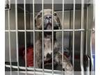 Mastiff DOG FOR ADOPTION RGADN-1243014 - A513477 - Mastiff (medium coat) Dog For