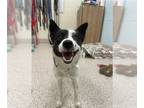 Border Collie DOG FOR ADOPTION RGADN-1243015 - *PEACH - Border Collie (medium