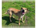 Chinese Shar-Pei DOG FOR ADOPTION RGADN-1243024 - ELIZA - Chinese Shar-Pei