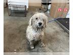 Poodle (Toy)-Tibetan Terrier Mix DOG FOR ADOPTION RGADN-1243045 - RIDLEY -