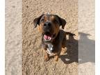 Black and Tan Coonhound Mix DOG FOR ADOPTION RGADN-1243072 - *FIG - Black and