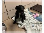 Border Collie Mix DOG FOR ADOPTION RGADN-1243075 - DOODLE-BOP - Border Collie /