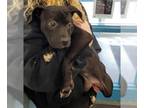 American Pit Bull Terrier Mix DOG FOR ADOPTION RGADN-1243078 - RAIN - Pit Bull