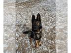 German Shepherd Dog DOG FOR ADOPTION RGADN-1243080 - CAMO - German Shepherd Dog