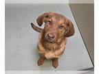 Chesapeake Bay Retriever DOG FOR ADOPTION RGADN-1243085 - LAVERNE - Chesapeake