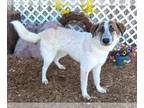 Anatolian Shepherd Mix DOG FOR ADOPTION RGADN-1243090 - BRAEBURN - Anatolian