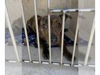 Dachshund Mix DOG FOR ADOPTION RGADN-1243092 - A425920 - Terrier / Dachshund /