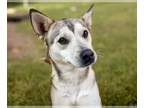 Alaskan Klee Kai Mix DOG FOR ADOPTION RGADN-1243106 - SHOTZEY - Alaskan Klee Kai