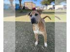 Mastiff DOG FOR ADOPTION RGADN-1243112 - *JOEL - Mastiff (medium coat) Dog For