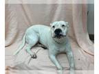 Dogo Argentino Mix DOG FOR ADOPTION RGADN-1243113 - KARMA - Dogo Argentino /