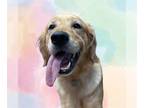 Golden Retriever DOG FOR ADOPTION RGADN-1243122 - WINTER - Golden Retriever