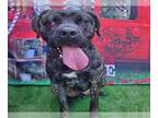 Mastiff DOG FOR ADOPTION RGADN-1243124 - *CHEROKEE - Mastiff (medium coat) Dog