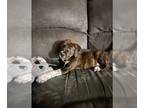 Boxer DOG FOR ADOPTION RGADN-1243130 - MERCURY - Boxer (medium coat) Dog For