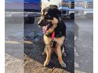 Australian Shepherd Mix DOG FOR ADOPTION RGADN-1243131 - Roxy - Shepherd /