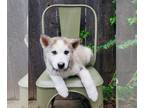 Mix DOG FOR ADOPTION RGADN-1243134 - Jack - Husky (medium coat) Dog For