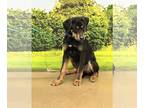 Labrottie DOG FOR ADOPTION RGADN-1243139 - Koda - Rottweiler / Labrador