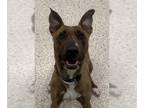 Bull Terrier-German Shepherd Dog Mix DOG FOR ADOPTION RGADN-1243142 - ANNA -